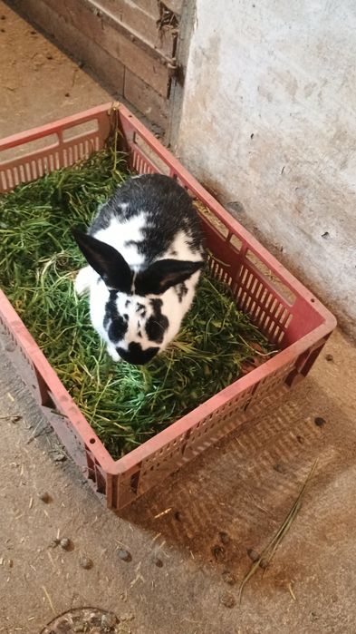 Vând iepuri fluture german.