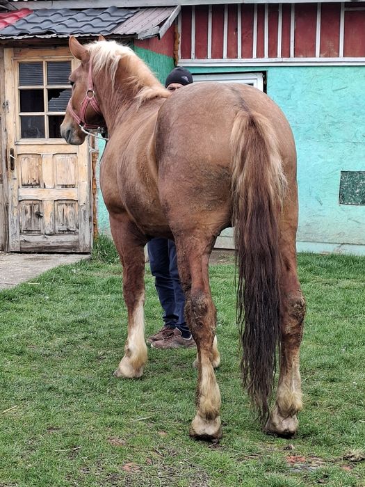 Vând manz de 3 ani in vara