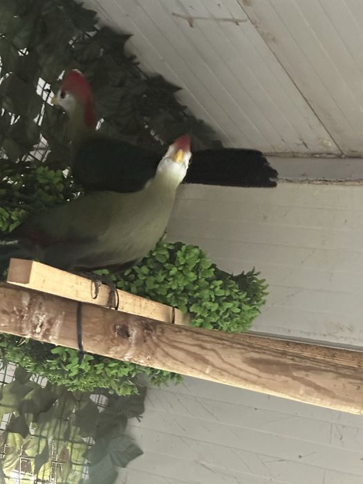 Pasari exotice turaco