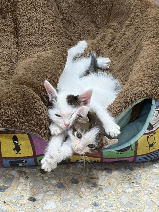 Котёнок в добрые руки