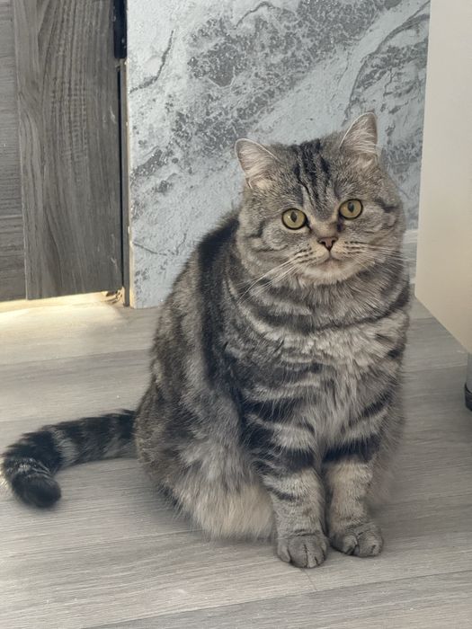 Отдам в добрые руки кошку, девочка