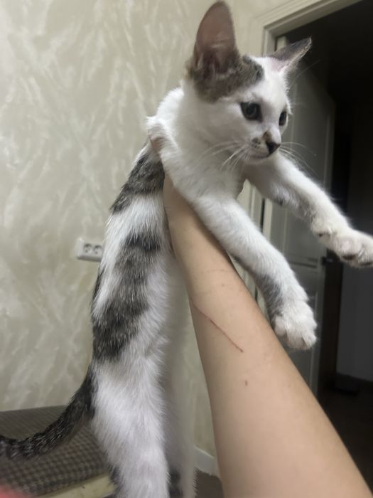 Отдаем котенка 3 месяцев