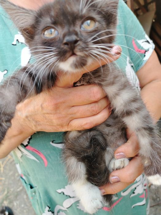 Котята бесплатно