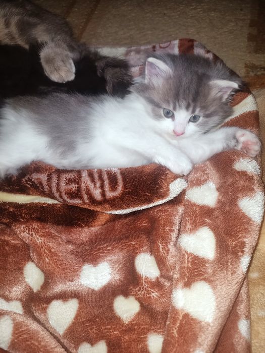 Котенок сибирский крысолов