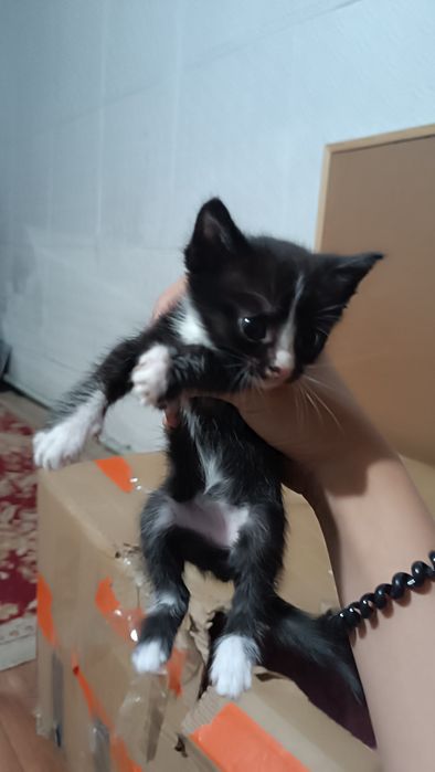 Отдаю котят бесплатно