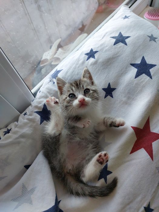 Котёнок девочка 1,5 месяца