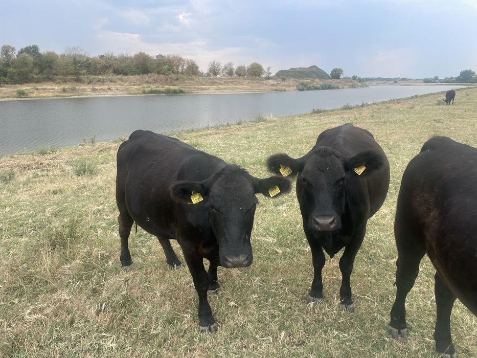 Vand Vaci Black Angus