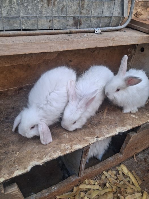 кояндар сатылады