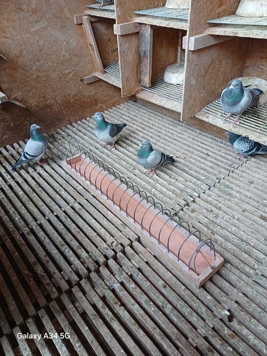 Porumbei de vânzare