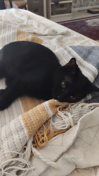 отдам котенка в добрые руки