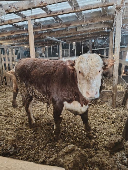 Продам Быка  на племя.