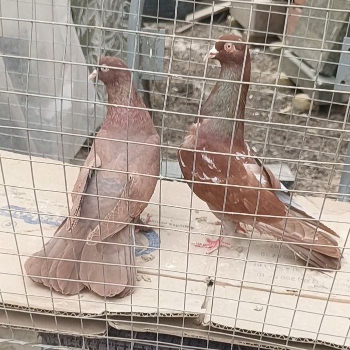 Голуби красные широкохвостых