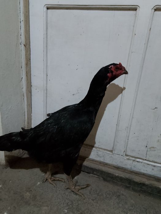 Зор мекен сатылады