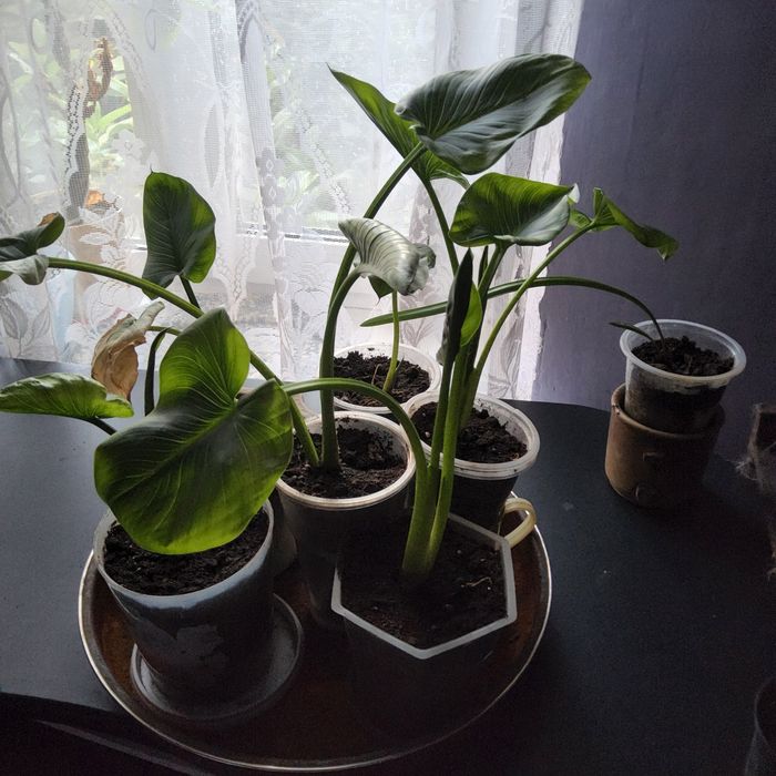 Продам цветы разные