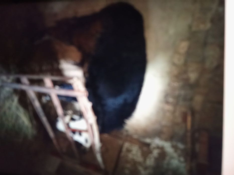 15 бұқа,екі сиыр сатам