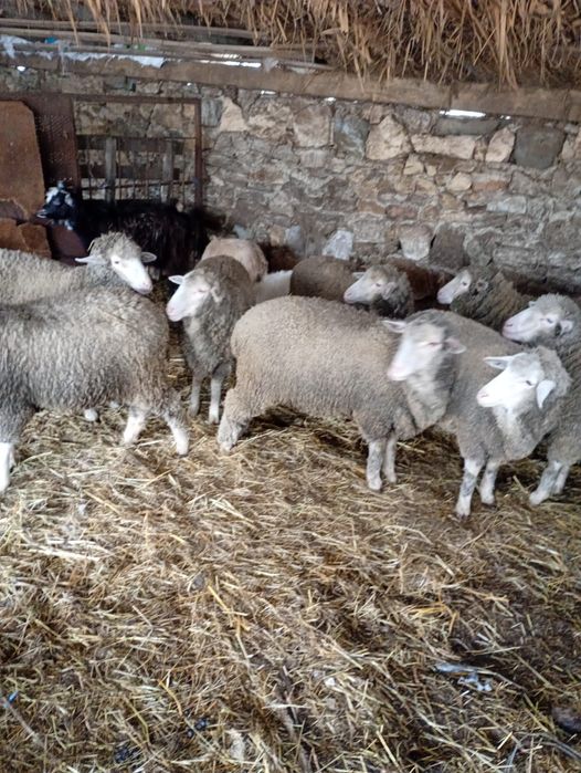 Vand 13 carlani rasa merinos pur