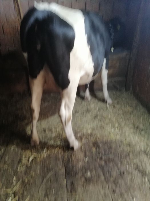 Vaca cu prima fătare
