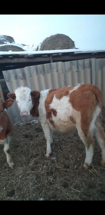 Продам 290000 нужны денги 1год телка