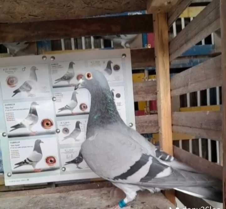 De Vânzare Porumbei Voiajori