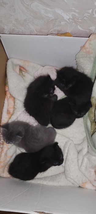 Отдам котят в добрые руки