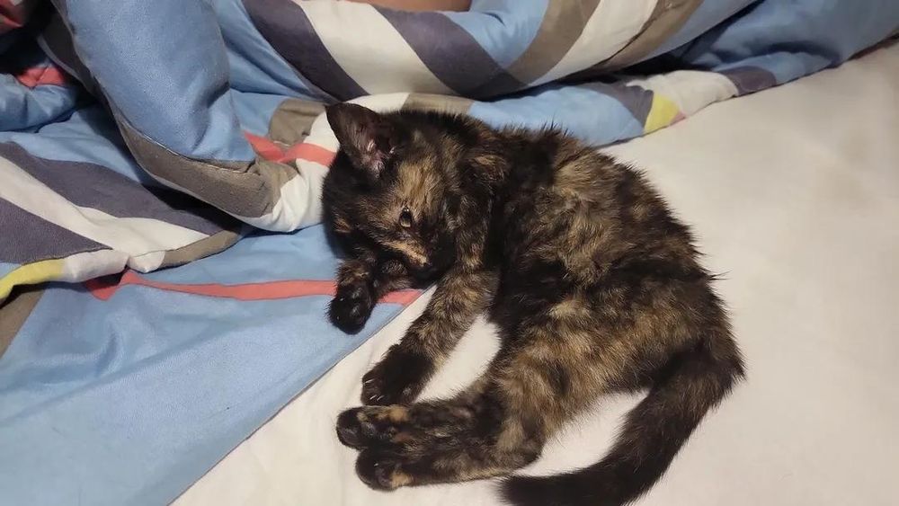 Отдаю кошечку возраст 1.5 месяца