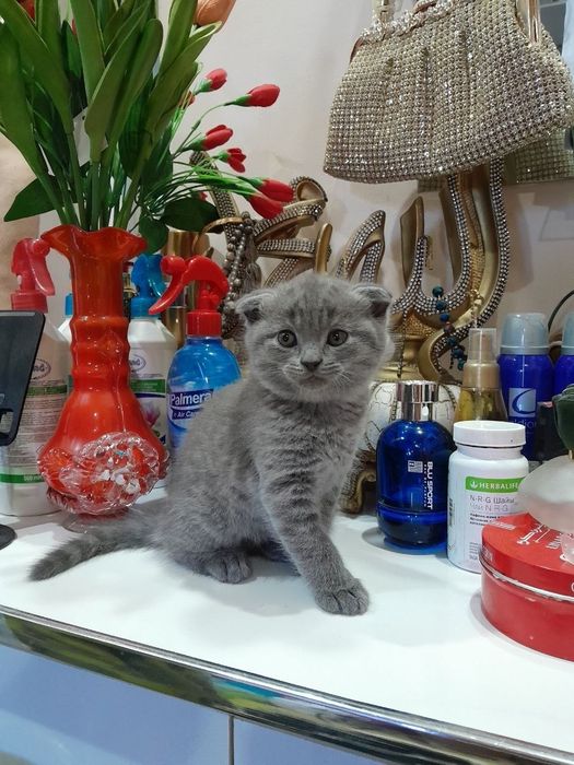 Mushuk sotiladi kichkina