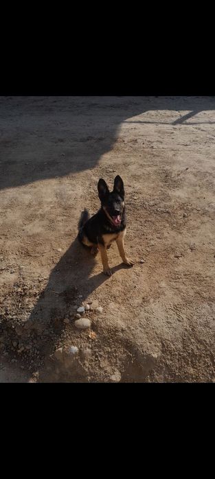 Apchalka kucuk 5oylik