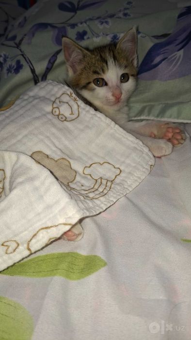 Hadya qilinadi 2 lasi ham