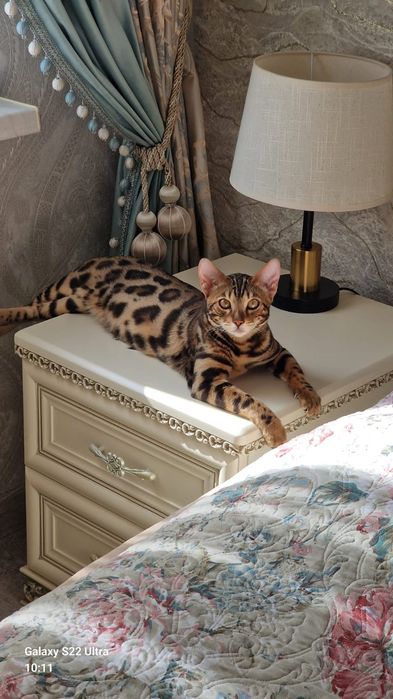 Бенгальские котята