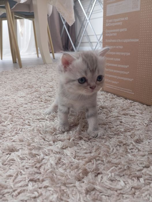 Котята Шотландский Вислоух