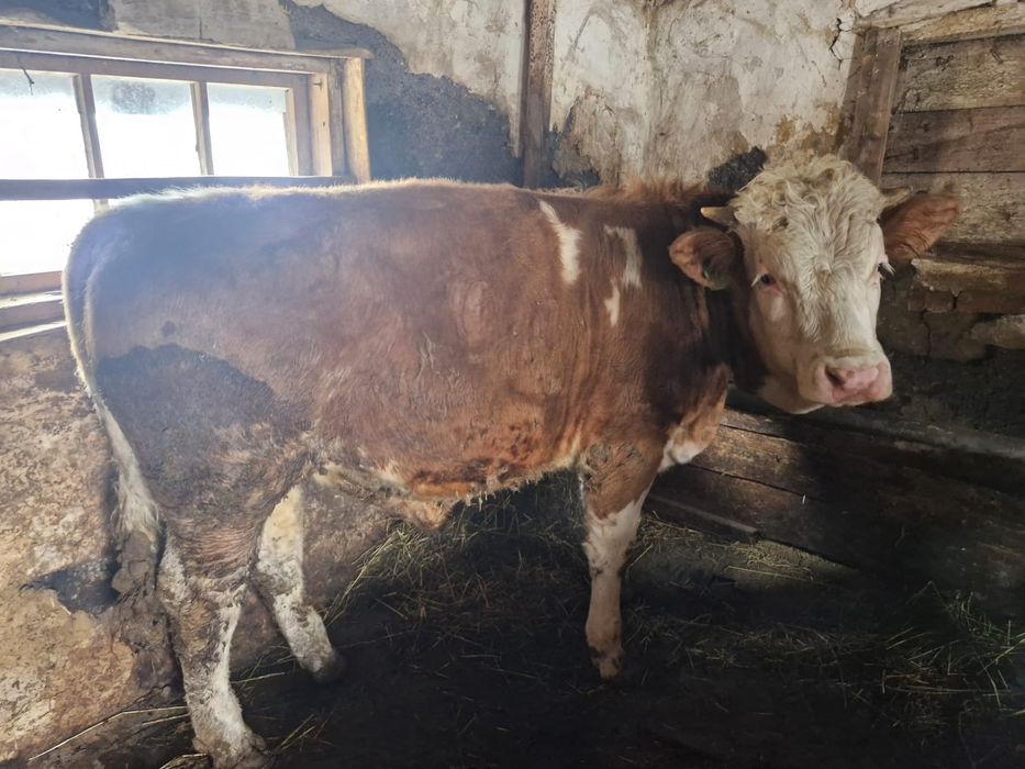 Продам быков откормленные