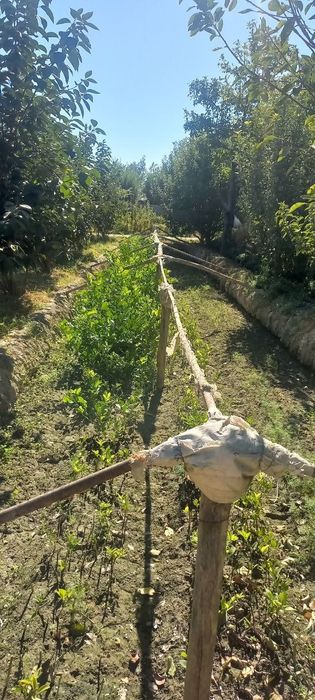 Лимон кочатлар ва гуллар