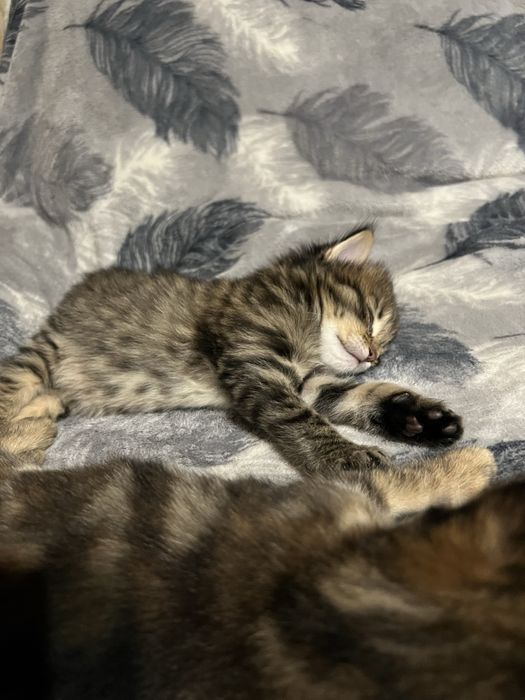 Продаются котята