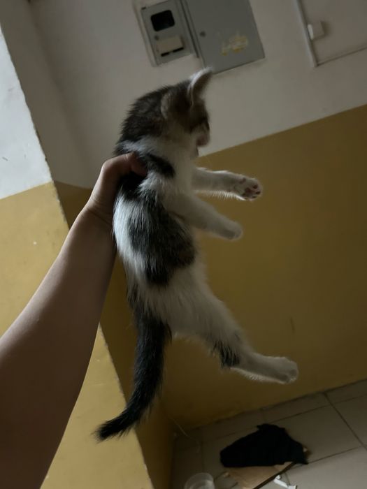 Котенок мальчик