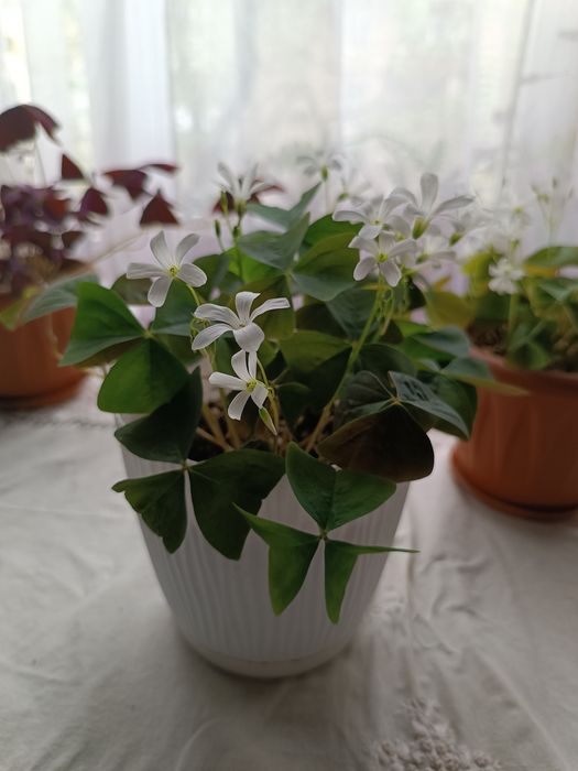 Комнатные растения