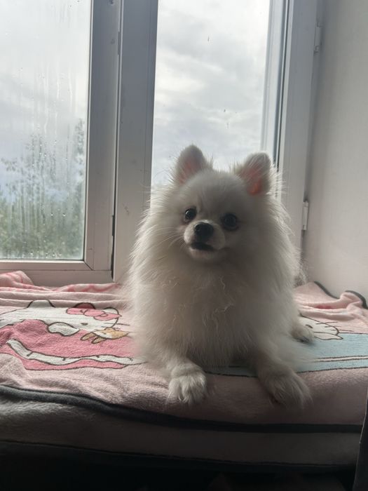 Шпиц мальчик ищет девочку