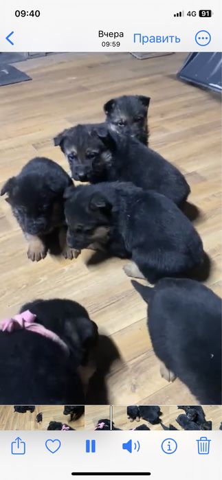 Продам щенков немецкой овчарки