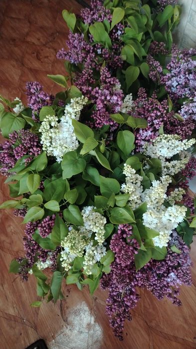 Сирень свежые букеты