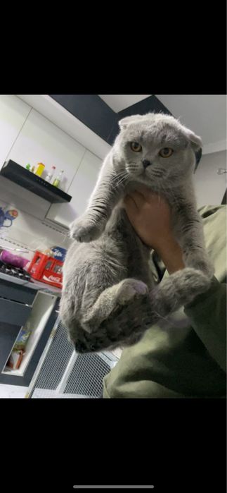 Maks Polvon Sotiladi