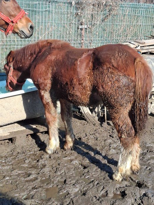 De vanzare manz si manza