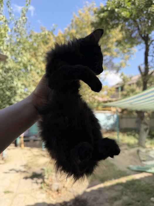 Котята породистые