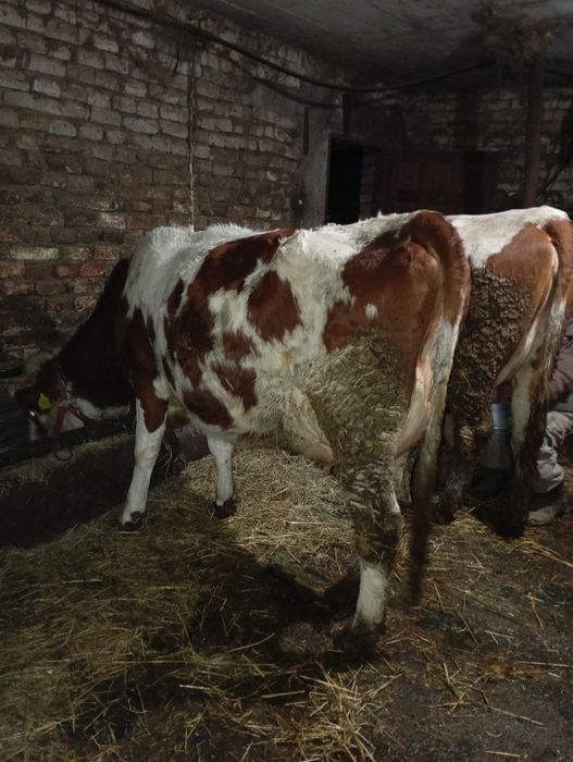 Junică la prima fătare douăzeci de litere de lapte pe zi  lapte foarte