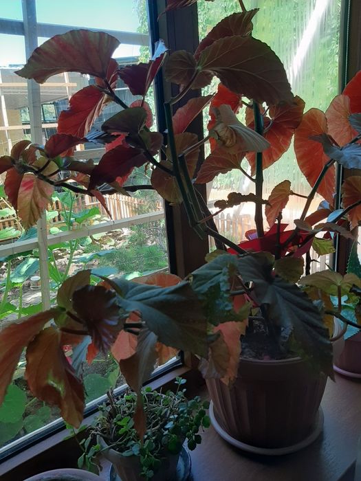 Бегония коралловая. 2000 тенге.