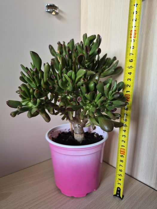 Crassula «Hobbit» (Крассула Хоббит)