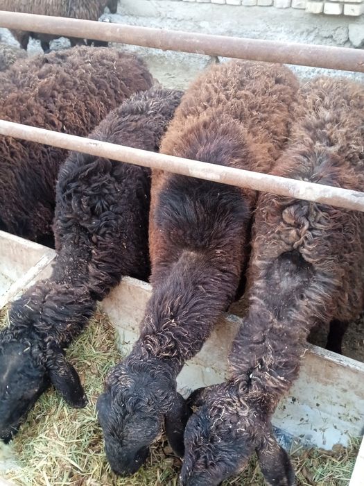 Она Бола Куй сотилади. Ьььььььь