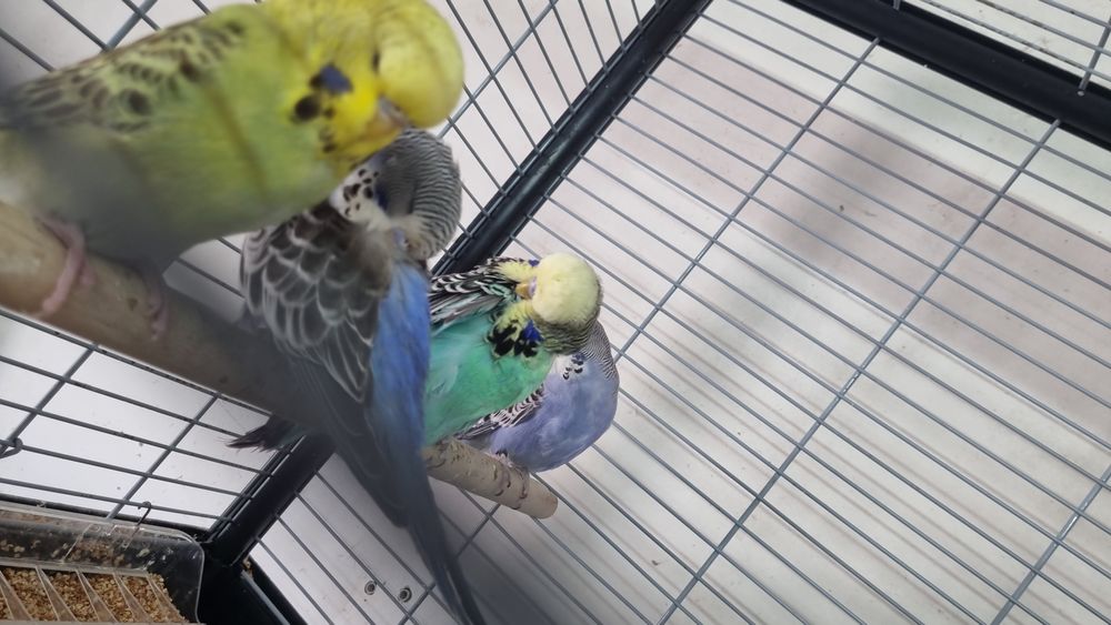 PAPAGAL Perus /Peruşi Standard ,Comuni 100 perechea