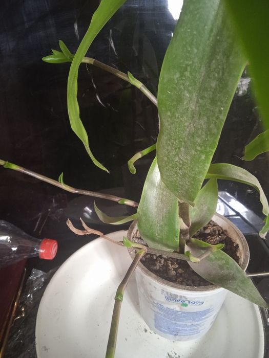 Золотой ус лечебный