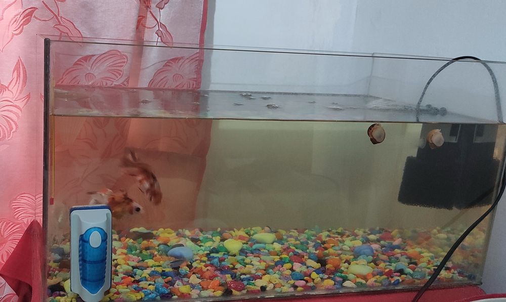 Продаётся аквариум со всеми аппаратами и рыбками