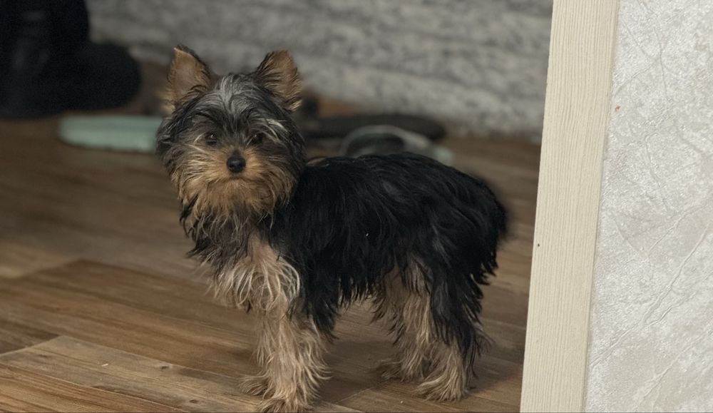 Йоркширский  терьер