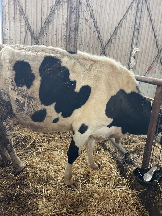 Vaca de lapte baltata romaneasca pe negru